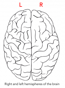 right and left hemispheres of the brain