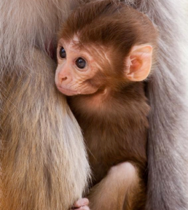 Baby monkey in parent's arms.