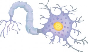 Neuron (nerve cell)