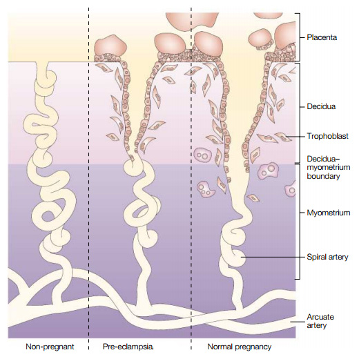 MaternalArteryBloodFlow