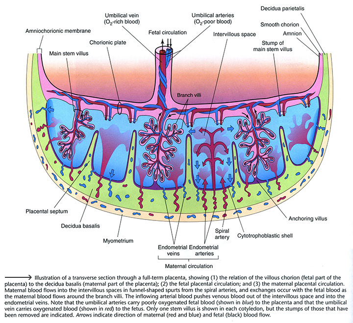 Womb as environment_small