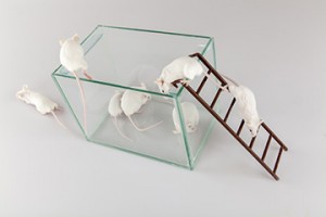 animal studies_PN_450063011