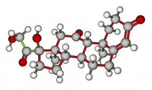 Cortisol is converted to the inactive cortisone molecule (pictured above),